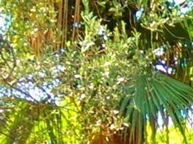 Oasis garden
